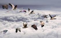 birds in clouds